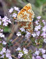 Image of Melitaea