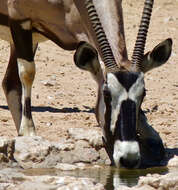 Image of Gemsbok