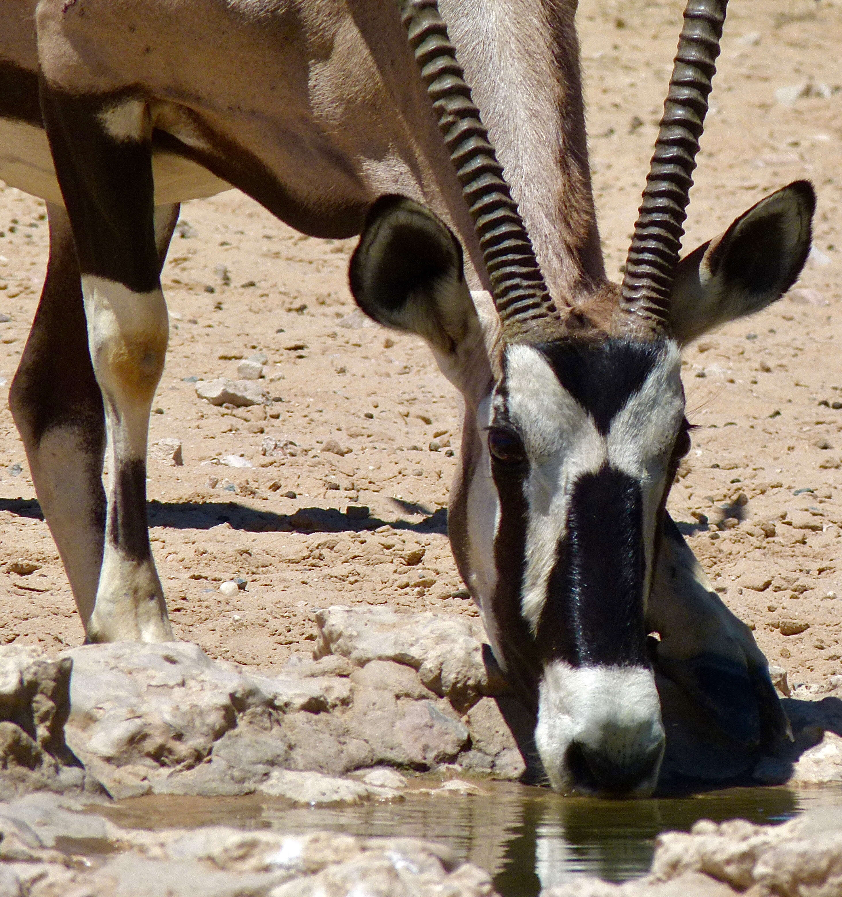 Image of Oryxes