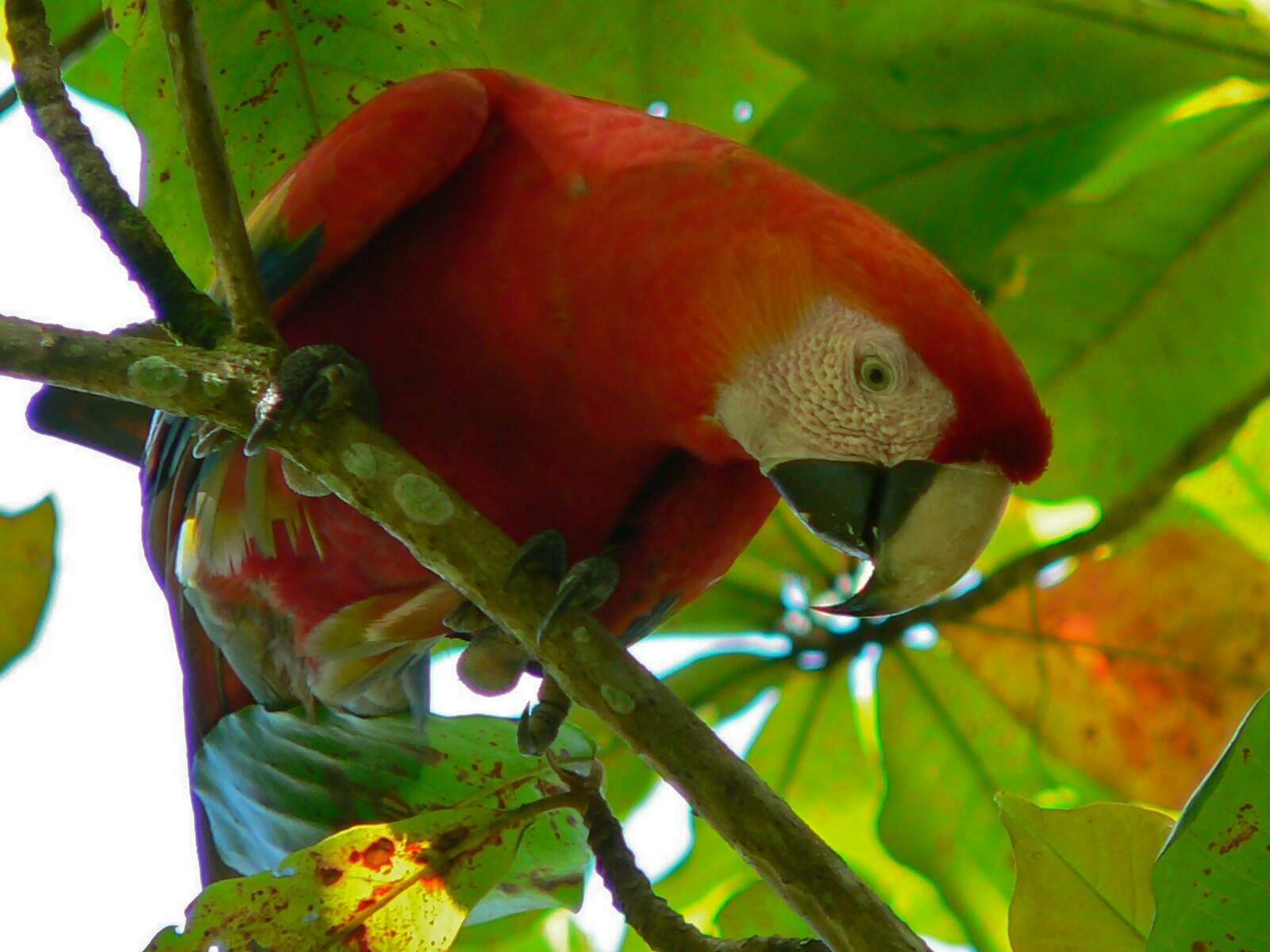 Image of Scarlet Macaw