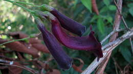 Image of Jacaranda jasminoides (Thunb.) Sandwith