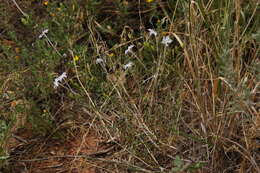 Image of flaxflowered ipomopsis