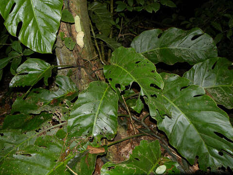 Image of Monstera dubia (Kunth) Engl. & K. Krause