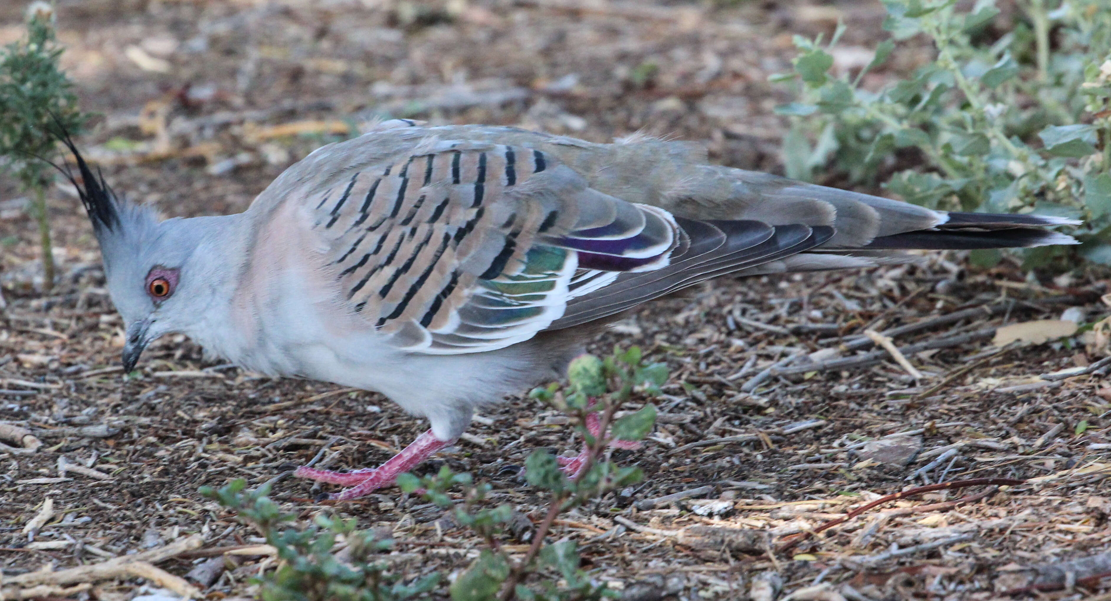 Image of Columbidae