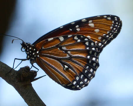 Plancia ëd Danaus (Anosia) gilippus Cramer 1775