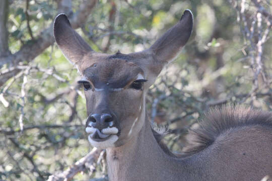 Image of Spiral-horned Antelope