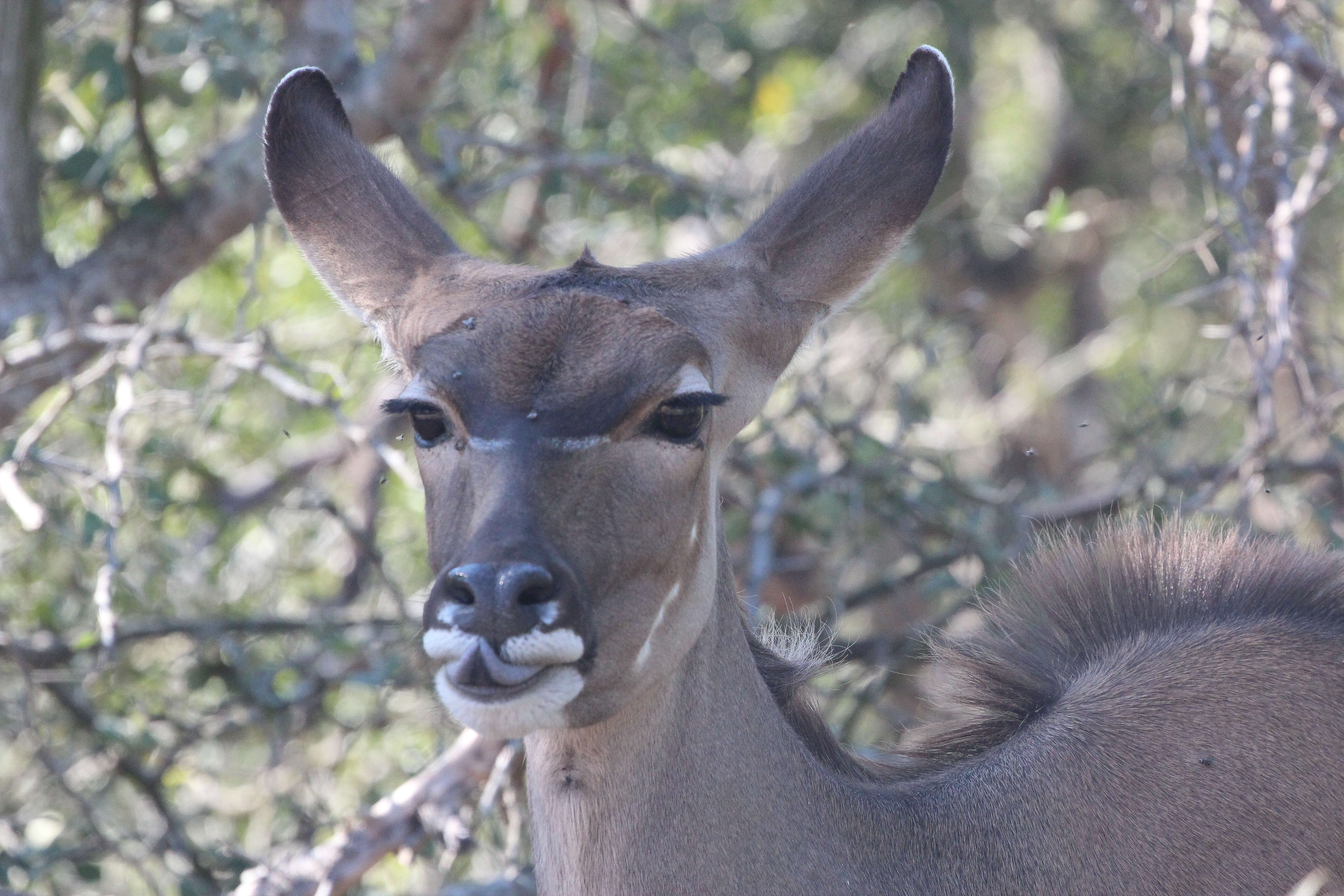 Image of Greater Kudu