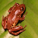 Image of Olive Striped Frog