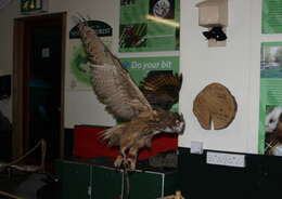 Image of Iberian Eagle-owl