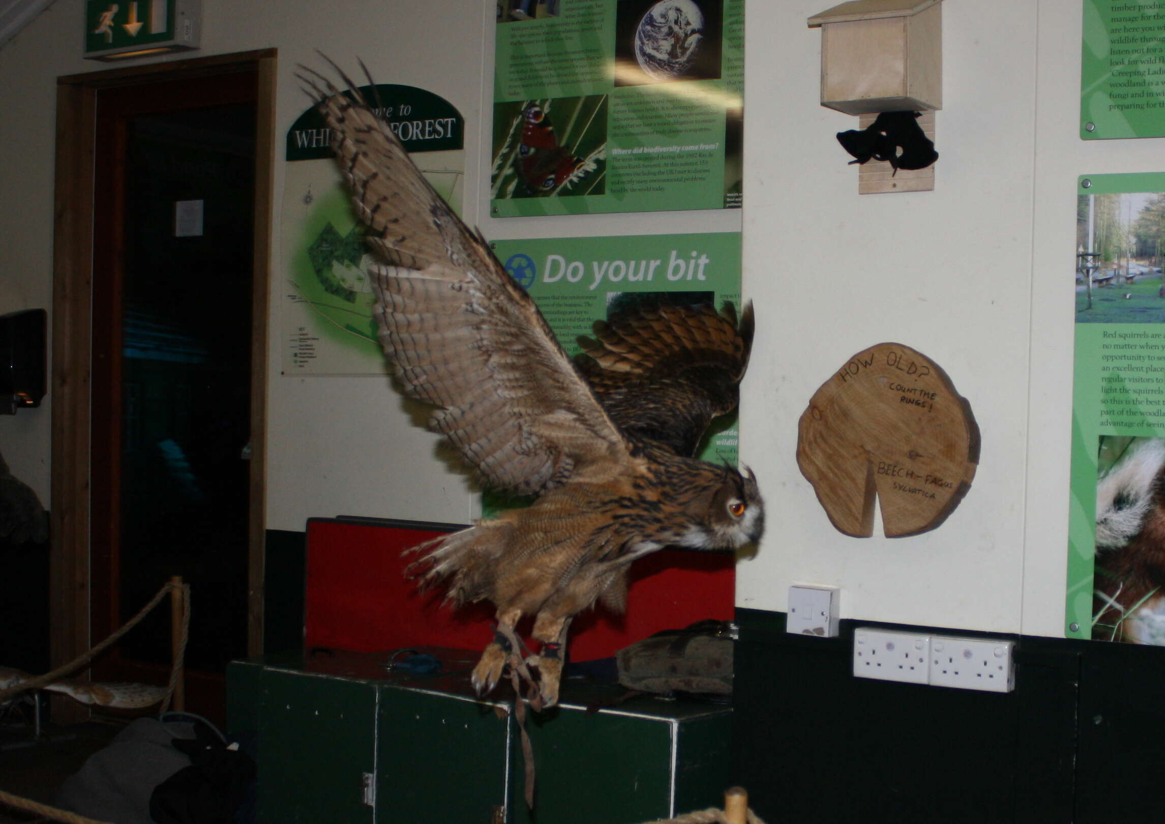 Image of Iberian Eagle-owl