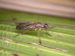 Image of Ectinorhynchus levis Mann 1933