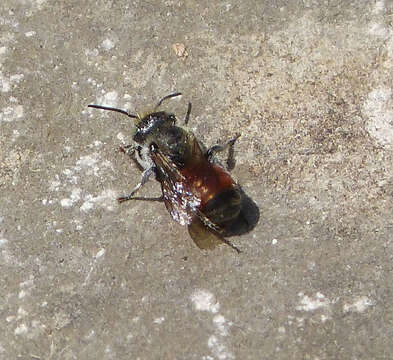 Image of Mason Bees