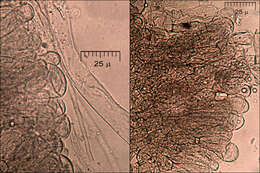 Image of Helvellaceae