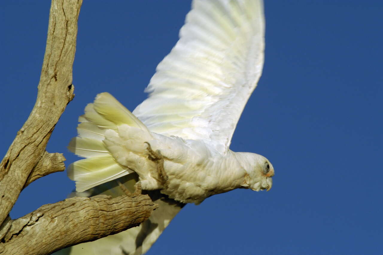 Image of Little Corella