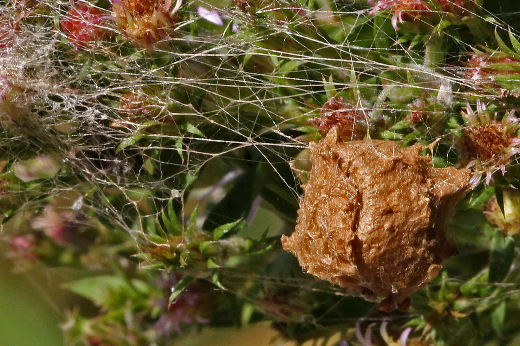 Image of Peucetia