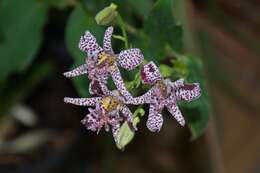 Image of toad lily