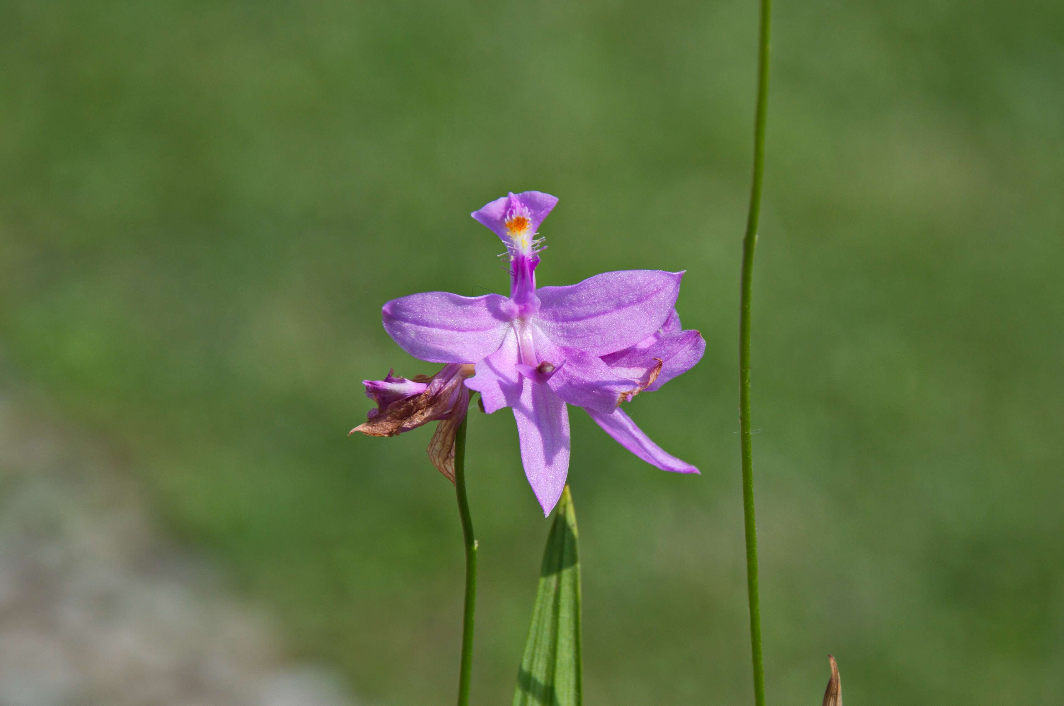 Image of tuberous grasspink