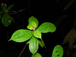 Image of Miconia approximata Gamba & Almeda