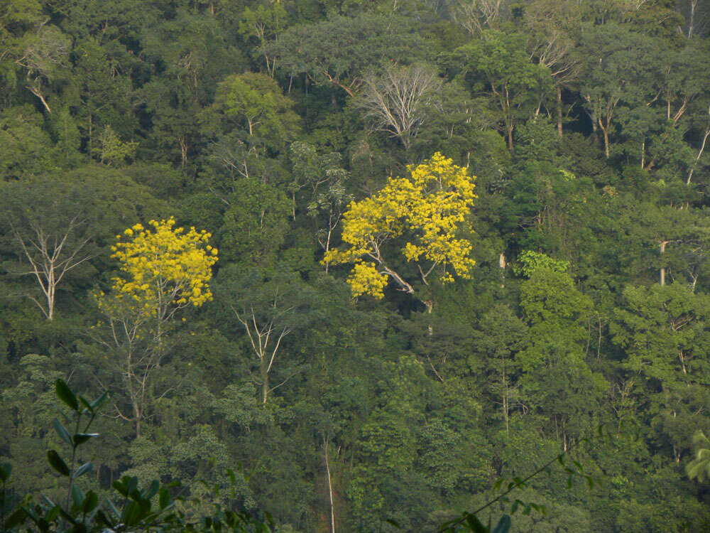 Image of Brazilian firetree