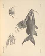 Image de Synodontis eupterus Boulenger 1901