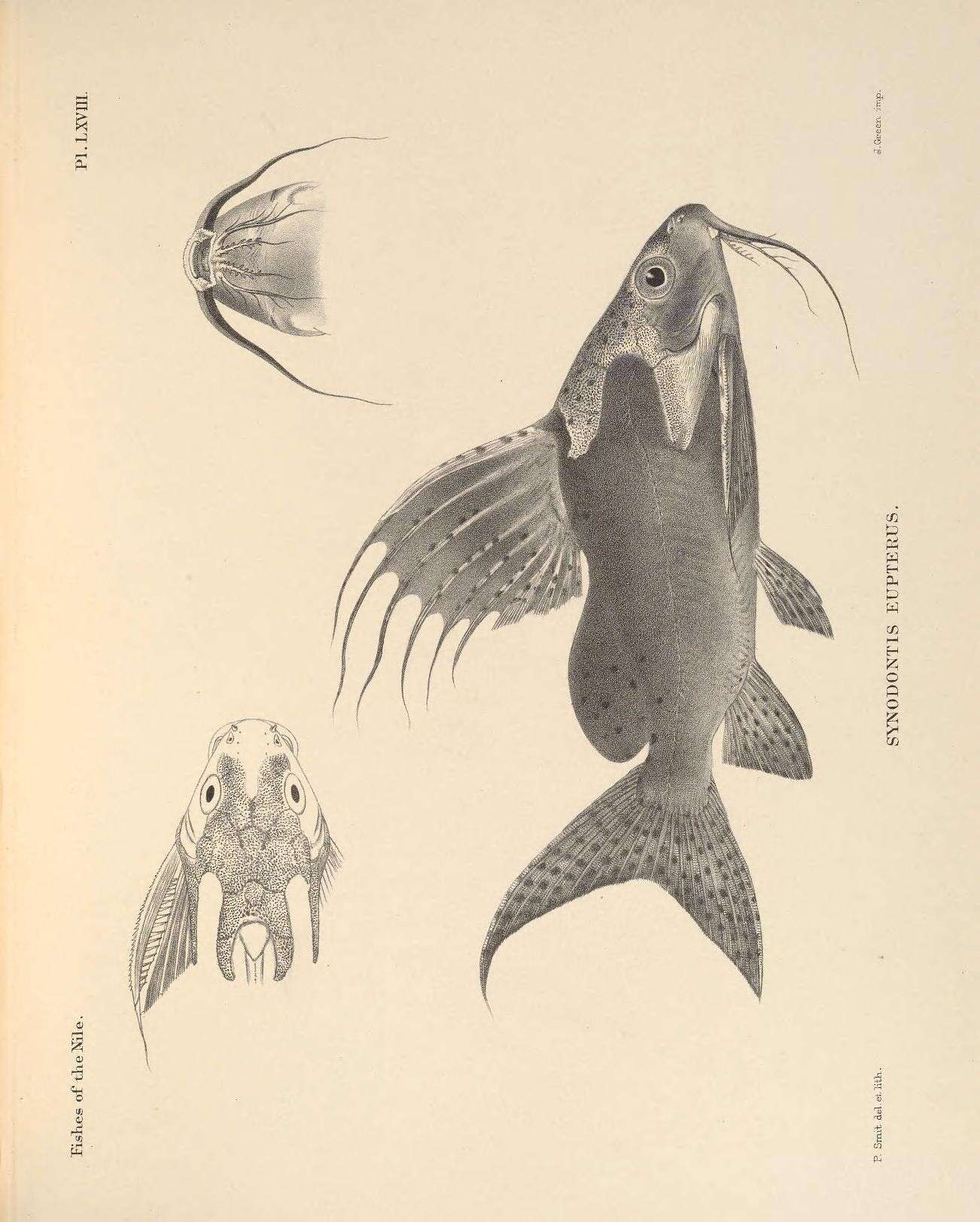 Слика од Synodontis eupterus Boulenger 1901