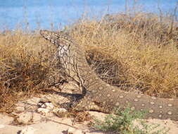 Image of monitor lizards