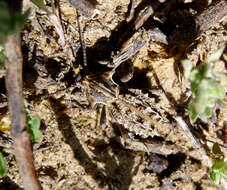 Image of Fungus, Bark, Darkling and Blister Beetles