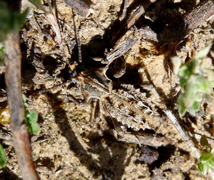 Image of Sepidium bidentatum Solier 1843