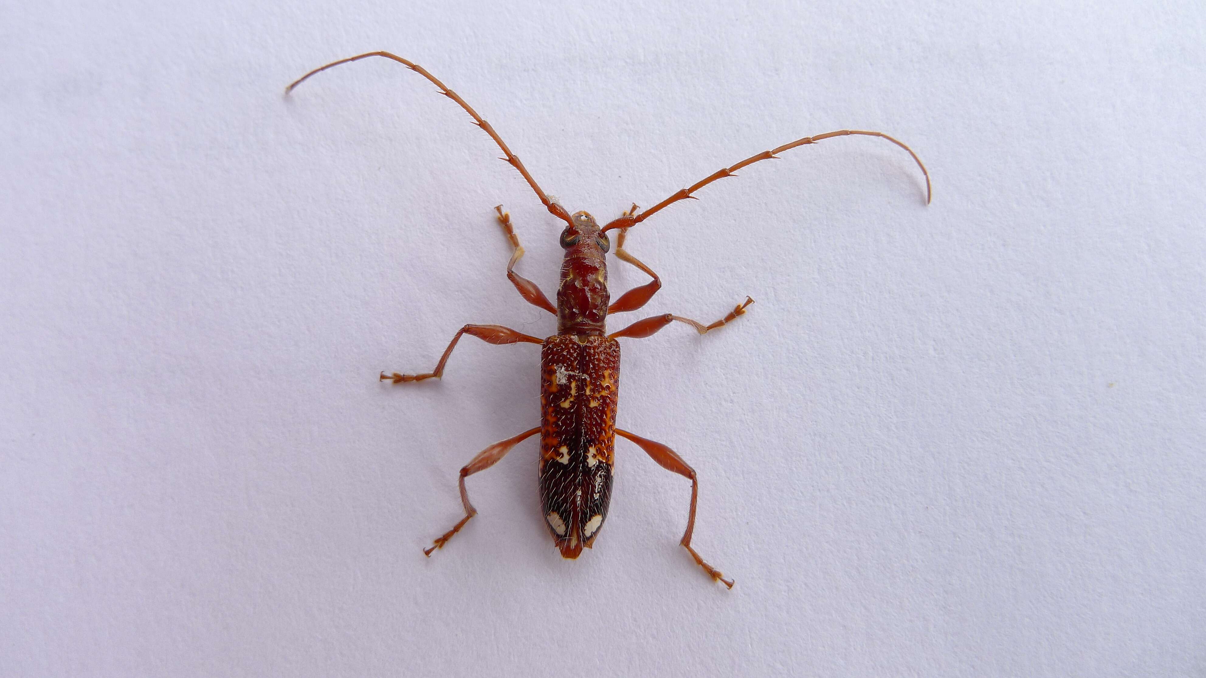 Image of Coptocercus biguttatus (Donovan 1805)