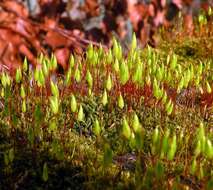 Image of brachythecium moss