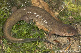 Image of Seal Salamander