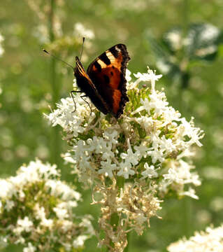 Plancia ëd Aglais urticae Linnaeus 1758