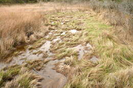 Image of saltmeadow cordgrass