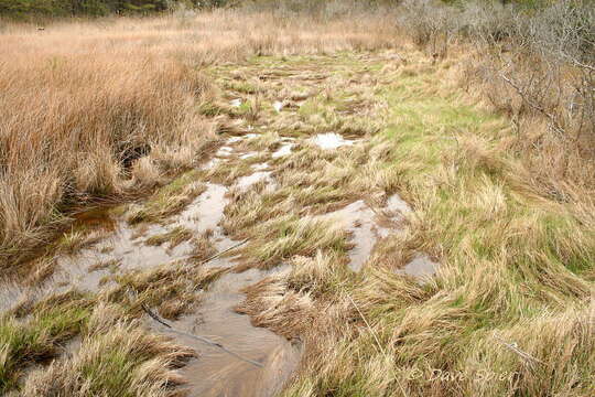 Image of saltmeadow cordgrass