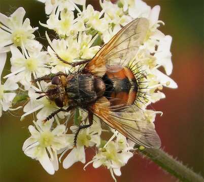 Image de Tachina fera (Linnaeus 1761)