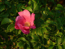 Image of rose