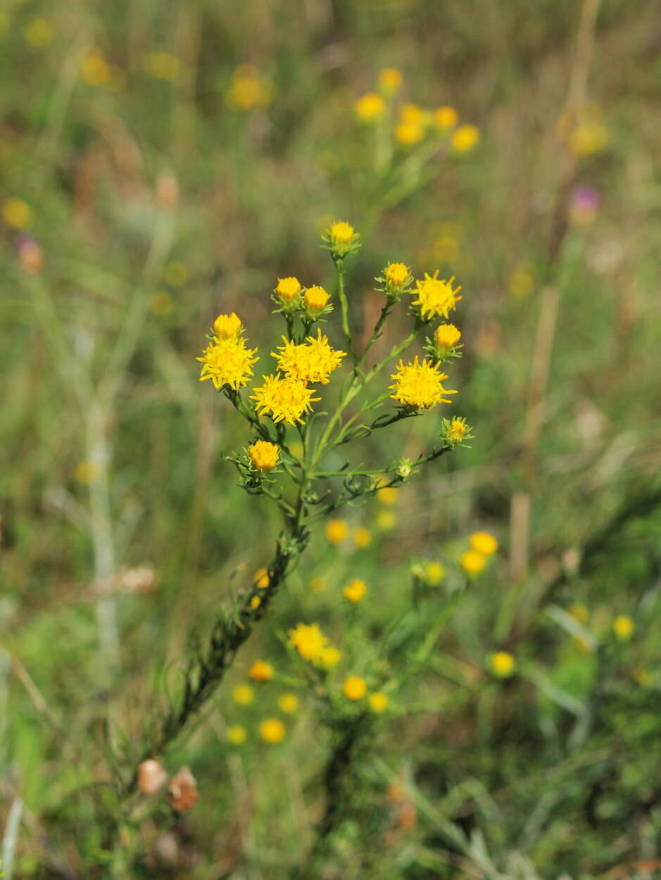 صورة Galatella linosyris (L.) Rchb. fil.