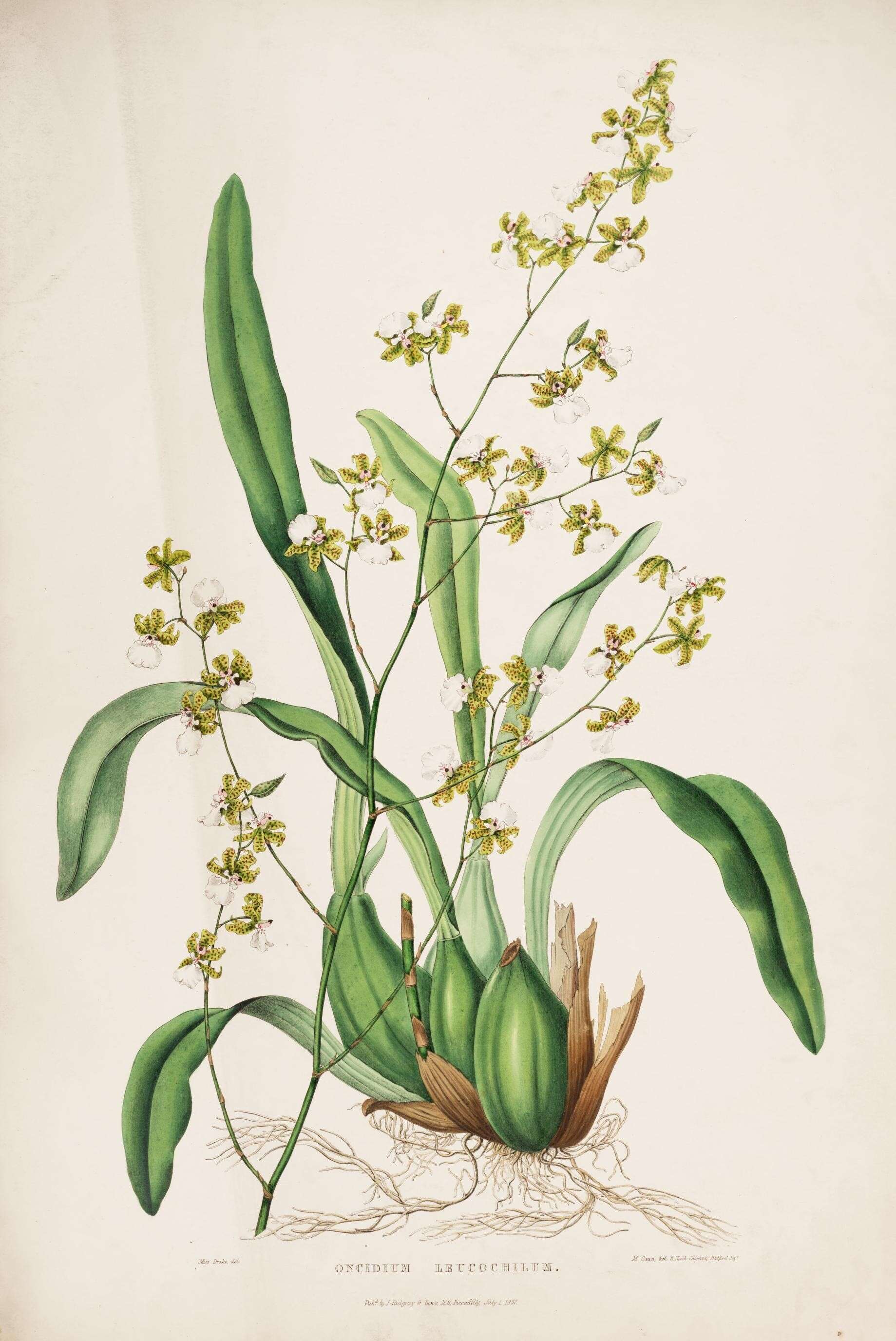 Image of Dancing-lady orchids