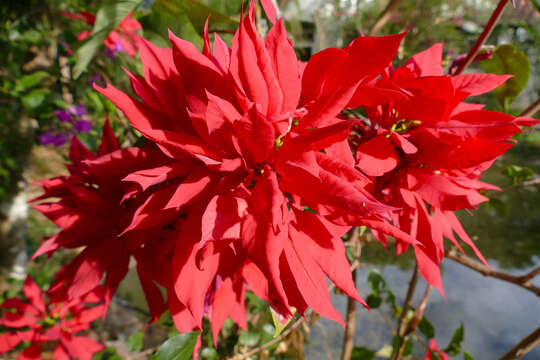 Image of poinsettia