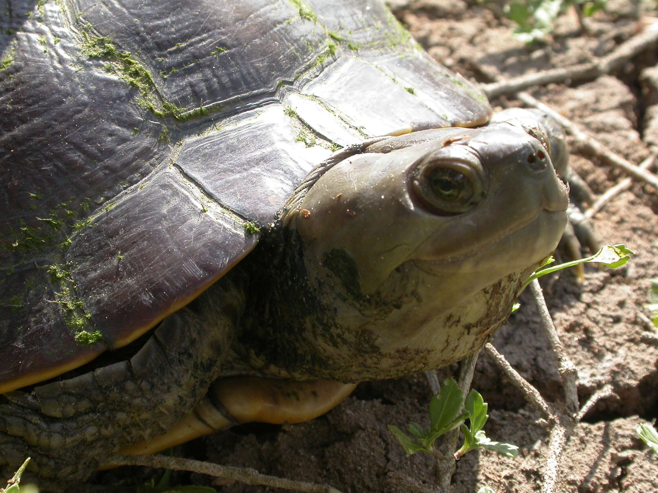 Image of Trachemys Agassiz 1857