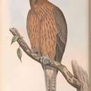 Image of Aquila morphnoides