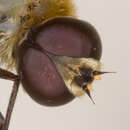 Image of Comptosia quadripennis (Walker 1849)
