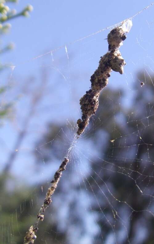 Image of Trashline orbweaver