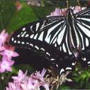 Papilio xuthus Linnaeus 1767 resmi