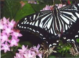 Papilio xuthus Linnaeus 1767 resmi