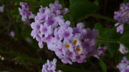 Image of Lantana salzmannii Schauer