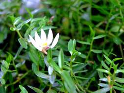 Image of Chinese lobelia