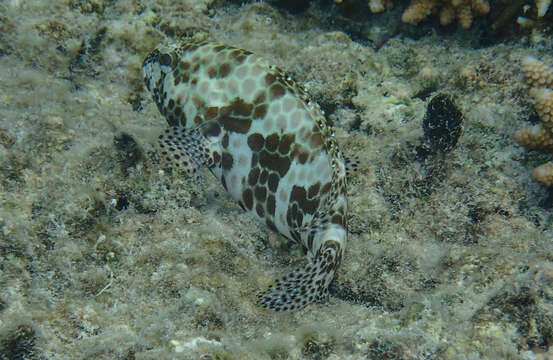 Imagem de Epinephelus hexagonatus (Forster 1801)