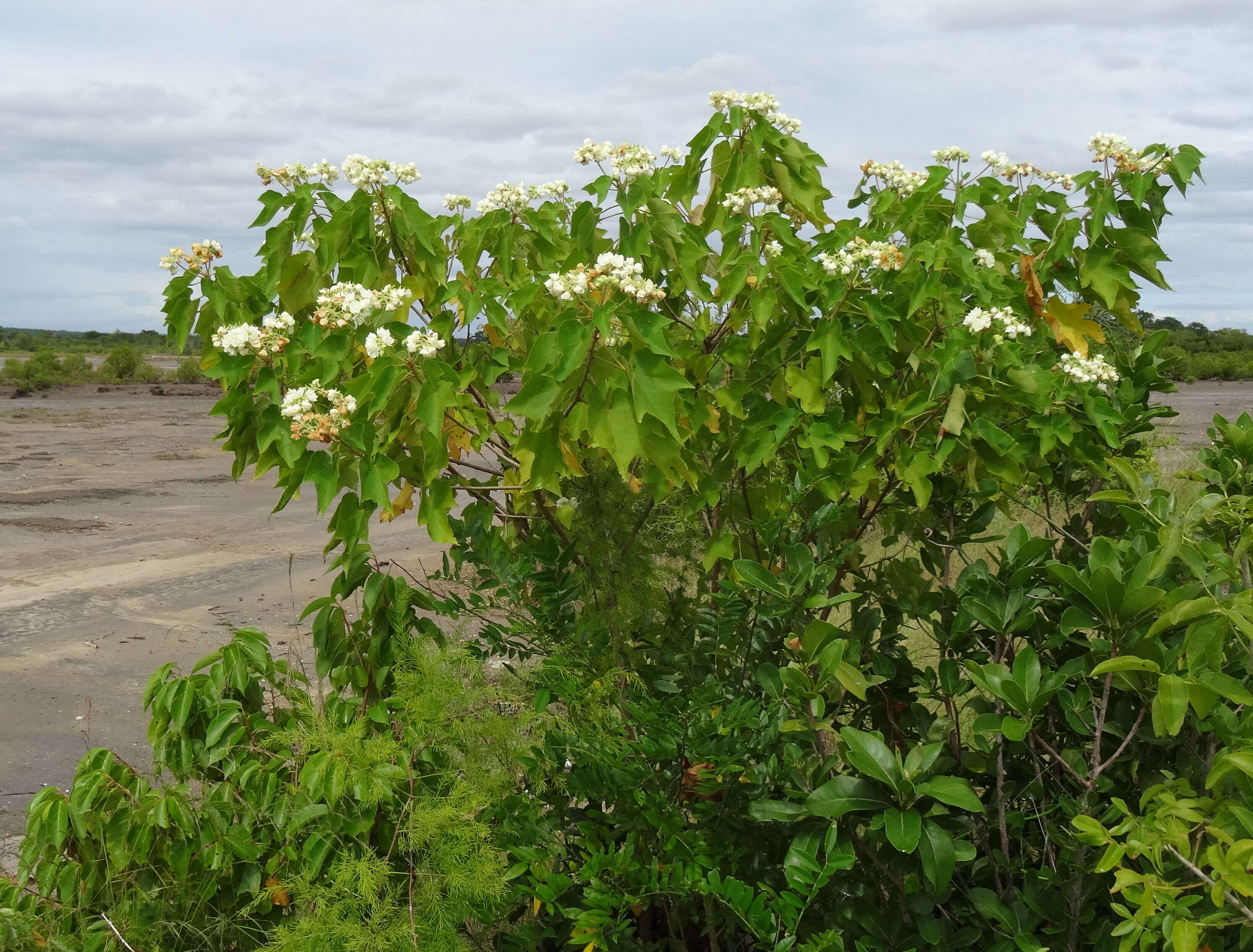 Image of Dombeya