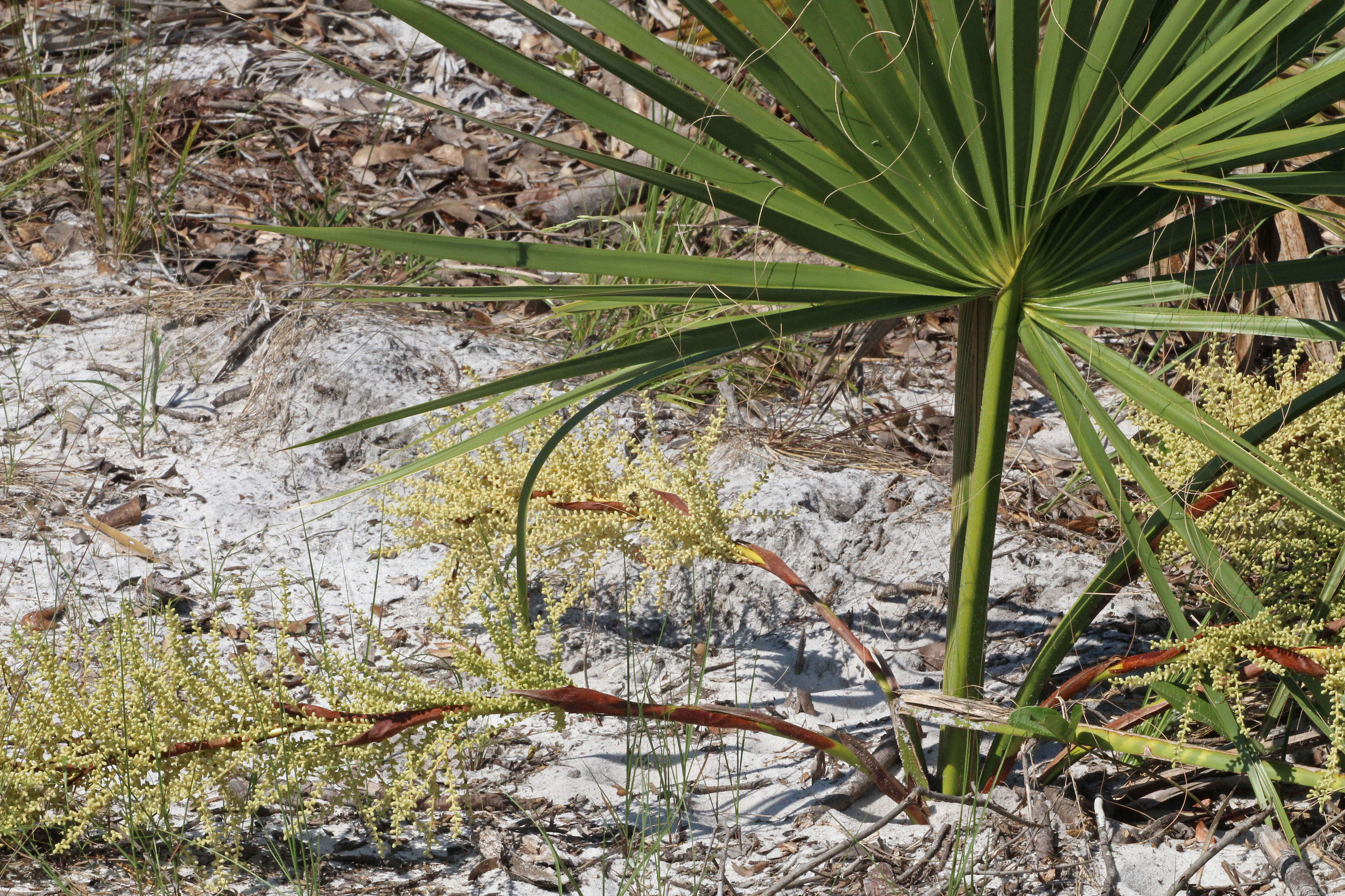 Image of scrub palmetto